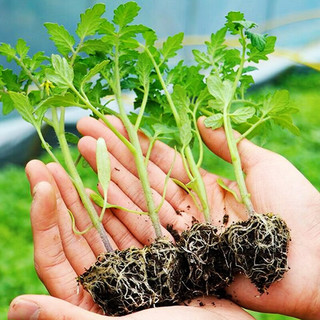 北蔬普罗旺斯西红柿苗番茄苗蔬菜秧苗春季 普罗旺斯西红柿苗 3棵