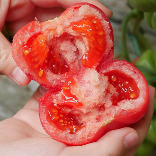 北蔬普罗旺斯西红柿苗番茄苗蔬菜秧苗春季 普罗旺斯西红柿苗 3棵