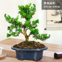 嗨绿 老桩黄杨盆景树苗 简装原盆精品