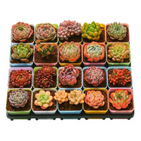 百潮盛多肉植物多肉精选套餐不重复阳台办公室阳台室内高端品种 12颗多肉+12彩色盆+营养土