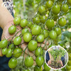 寿禾 青甜2号 小番茄苗 3棵 绿果