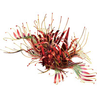 拼酷3d立体金属拼图浪漫千鹤拼装模型手工diy创意新年 灼焰嘉兰+玻璃罩+金属支架+工具