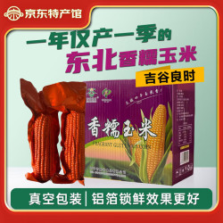 吉谷良时 黄糯玉米8棒*180g以上/棒
