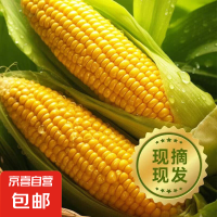 京喜 国产新鲜水果玉米 2斤 2-3根 300g起/根