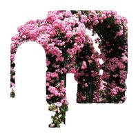花友藤本月季花苗月季花树苗盆栽特大花苗庭院爬藤植物阳台蔷薇爬墙 安吉拉【爬藤】大苗 1-1.3米高度多分叉