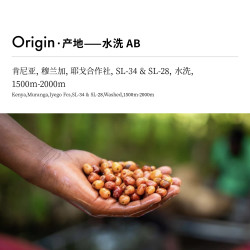 Coffee Buff 加福咖啡 肯尼亚  水洗 咖啡豆150g