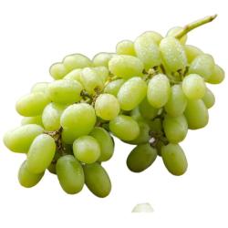 京鲜生 新疆无核白葡萄净重3.5斤 马奶无籽提子源头直发 易掉粒