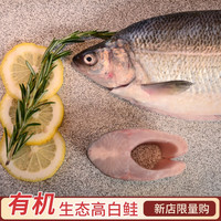 赛湖渔业 赛湖 新疆赛里木湖有机鲑鱼整条鱼生鱼片高档刺身（单条500-600g） 两条装 高白鲑2条去鳞去内脏