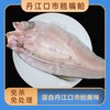 源头地丹江口翘嘴鲌鱼新鲜生态淡水十堰大白刁子鱼白鱼整条湖北特产 5斤/装（每条1-1.3斤左右） 2.5kg