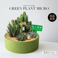 子乐湾 创意仙人掌盆栽 私人绿洲-等待小龙猫 带盆栽好