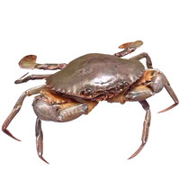 沈志雄 海捕大红膏蟹 450g 1只