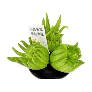 京东鲜花 佛手柑500g-700g+盆+贺卡套装鲜观赏爱人源头直发