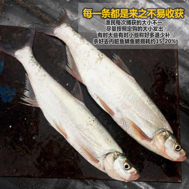 品鲜肴淡水鲜活大翘嘴鱼生态白鱼白刁鱼新鲜淡水鱼小刁子鱼翘嘴白鱼翘壳 新鲜白鱼