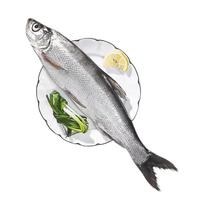 品鲜肴淡水鲜活大翘嘴鱼生态白鱼白刁鱼新鲜淡水鱼小刁子鱼翘嘴白鱼翘壳 新鲜白鱼3条（每条1-1.1斤）