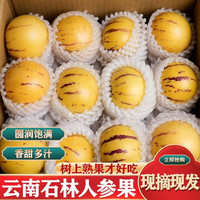 初石 特大果 云南石林人参果 净重4.5斤 单果130克+