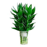 八目尚赏 观音竹水培荷花竹绿植盆栽花卉室内居家办公室盆栽带根易活好养植物 观音竹3棵(简易盆) 含盆