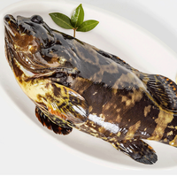 航海猫石斑鱼活冻龙胆石斑鱼1-2斤/条老虎龙趸斑珍珠斑海鲜水产深海鱼类