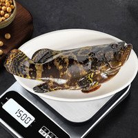 航海猫石斑鱼活冻龙胆石斑鱼1-2斤/条老虎龙趸斑珍珠斑海鲜水产深海鱼类 石斑鱼(2.9-3.1斤/条)