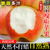萧鲜生 精选陕西嘎啦苹果 2.25-2.5斤【大果】