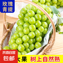 京喜自营-专用品牌 四川大凉山 阳光葡萄青提晴王无籽葡萄 带箱5斤（单果10g+）