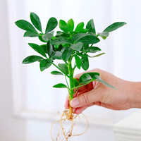 慎思苑 水培鸭脚木盆栽四季水培植物室内好养办公室绿植玻璃瓶水养鸭掌木 鸭脚木一颗