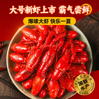 国联小霸龙麻辣小龙虾即食熟食大号鲜活整虾新虾小龙虾尾预制菜