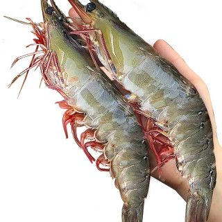 王牌大虾鲜活速冻超大基围虾海虾厄瓜多尔盐冻白虾南美对虾类海鲜