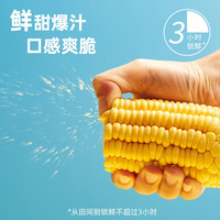 北纬47度水果鲜玉米白糯黄糯新鲜甜玉米东北烧烤玉米段早代餐粗粮