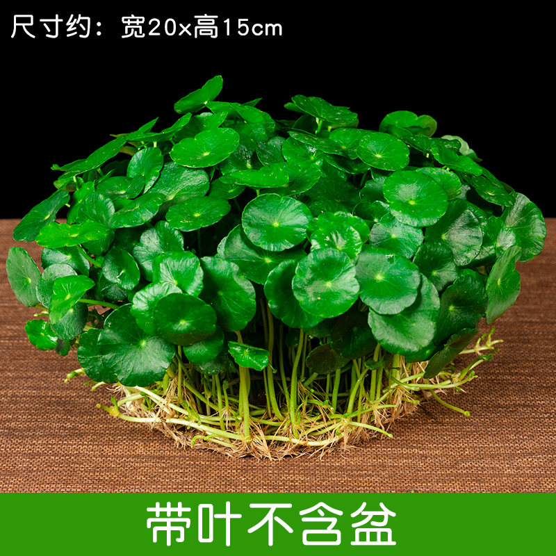 鑫干和铜钱草水培盆栽室内室外花卉金钱草绿植吸绿植花草植物 铜钱草【一盆不含盆约300株】带叶