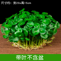 鑫干和铜钱草水培盆栽室内室外花卉金钱草绿植吸绿植花草植物 铜钱草【一盆不含盆约300株】带叶