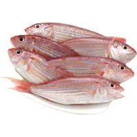 京战 速运捕捞新鲜红衫鱼红杉鱼金线鱼金丝鱼海鲜水产 红衫鱼(4-6条/斤)含冰衣10% 三斤装