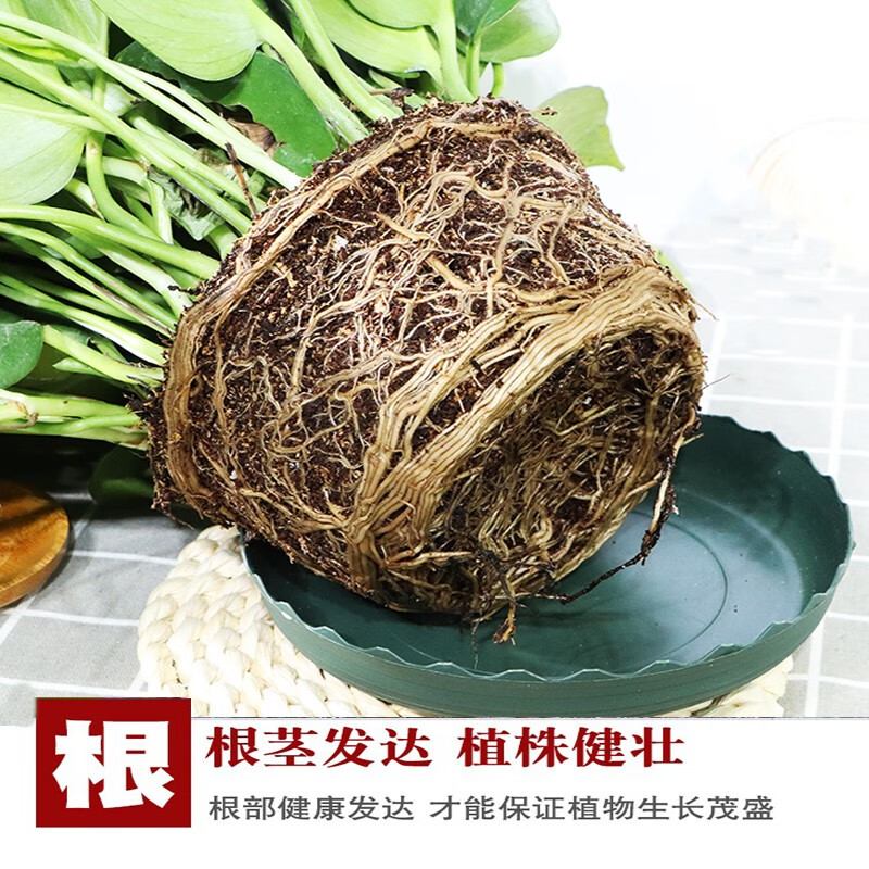 缤贤绿萝盆栽室内办公室植物大叶吊兰花卉绿植绿箩盆景吸水盆懒人 中国风白盆绿萝四盆+2液