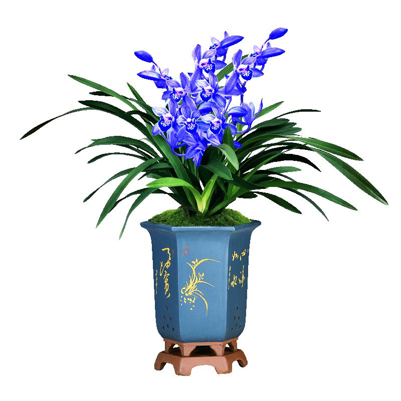 劉閣蘭花超香建兰四季兰当年开花壮苗满屋飘香室内四季常青花卉盆栽草 2苗连体【蓝宝石】带黑色兰花盆