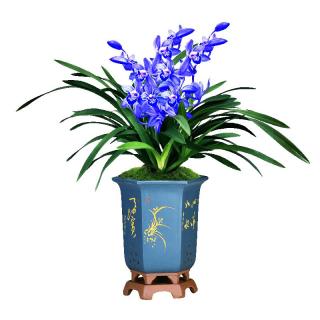 劉閣蘭花 超香建兰四季兰当年开花壮苗满屋飘香室内四季常青花卉盆栽草 2苗连体带黑色兰花盆