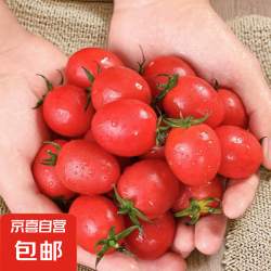 京喜自营-专用品牌 田阳圣女果 新鲜水果 小番茄 5斤