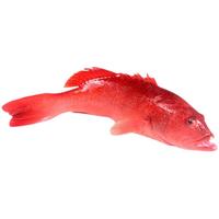 喵和渔【活鲜】鲜活东星斑活鱼海鲜水产鱼类活鲜