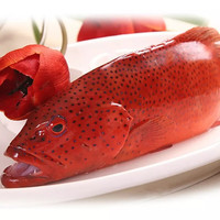 喵和渔【活鲜】鲜活东星斑活鱼海鲜水产鱼类活鲜 2.3-2.5斤/1条