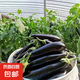京喜加 现摘现发新鲜绿把黑茄 绿把茄子 5斤 净重