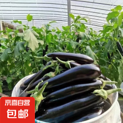 京喜加 现摘现发新鲜绿把黑茄 绿把茄子 5斤 净重