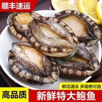 鲍鱼新鲜冷冻超大生鲜海鲜水产特大加热即食小鲍鱼捞汁饭商用