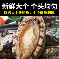 鲍鱼新鲜冷冻超大生鲜海鲜水产特大加热即食小鲍鱼捞汁饭商用