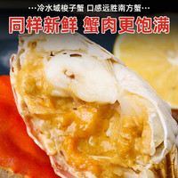 【鲜活发货】梭子蟹  生鲜水产飞蟹白蟹[公母混发] 【全母蟹】梭子蟹【2-3只
