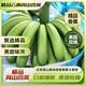 今日必买：京喜自营-专用品牌 云南 精品高山香蕉 9斤