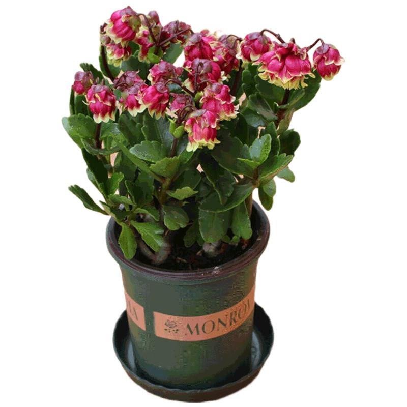 沭之美长寿花绿植花卉植物室内盆栽 宫灯长寿花+0.5塑料加仑盆 源头直发