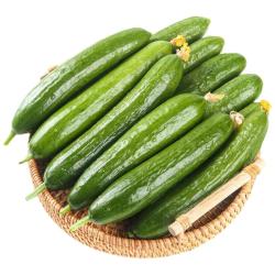 京鲜生 山东荷兰水果黄瓜 净重3斤 单果90g+ 小青瓜 健康轻食 源头直发