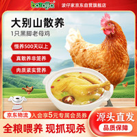 BOZAIJIA 波仔家大别山黑脚老母鸡散养500天土鸡整鸡肉生鲜 炖汤食材 1kg 一只黑脚土鸡