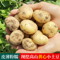 小土豆恩施现挖高山新鲜黄心土豆蔬菜士豆迷你马铃薯洋芋