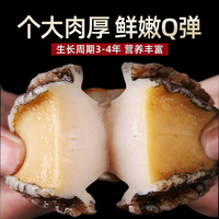 鲍鱼肉鲜活冷冻新鲜特大号去壳冰鲜速冻小鲍