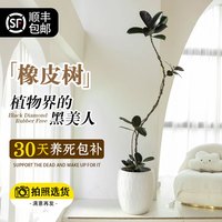 花城水调 黑金刚橡皮树 1.5-1.7m 原胶盆 大型绿植