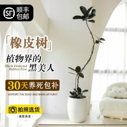 花城水调 黑金刚橡皮树 1.5-1.7m 原胶盆 大型绿植